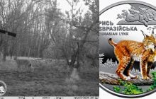 Возле Чернобыля фотоловушка зафиксировала редкую встречу двух хищников