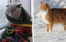 Коти в холодну погоду можуть замерзнути навіть удома: ветеринари пояснили, як цього уникнути