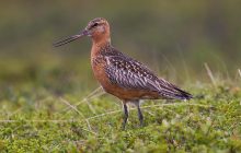 Птицы одного из видов "съедают" свои внутренние органы: для чего они это делают