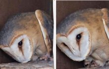 Маленькая как голубь, а размах крыльев - почти метр: ученый показал редкую птицу