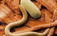 Ученые "реанимировали" червя, который пролежал в вечной мерзлоте более 46 000 лет