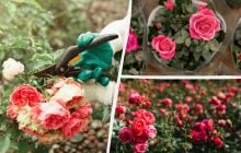 Как из одной розы вырастить целую клумбу: способ, который сработает даже у новичков