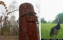 Уникає людей: біля Чорнобилю зафіксували рідкісного птаха (фото)