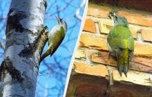 В Украине живет очень редкий дятел зеленого цвета: его мало кто видел