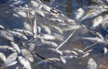 Кияни скаржаться на зсув ґрунту та загибель риби біля острова Водників через діяльність компанії "Ковальська"