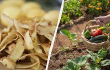 Никогда не выбрасываю картофельную кожуру: вот как ею удобрить огород для рекордного урожая