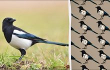 Только настоящий гений найдет слово "сорока" за 9 секунд: удивительная головоломка