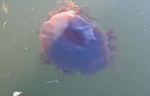 Этот "морской монстр" весил более тонны и был крупнее кита, но многие люди не видели его