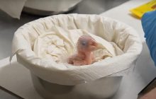 Невероятно редкий птенец попугая вылупился в европейском зоопарке (видео)