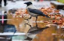 28 октября почти по всей Украине задождит