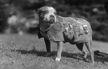 Из дворняги в героя войны: что известно о единственной в истории собаке со званием сержанта