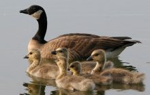 Орнитолог ответил, могут ли в Украине появиться птицы, которые нападают на людей