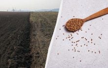 В Україні скорочуються посіви гречки: чи чекати українцям дефіциту крупи