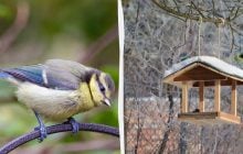 Почему синицы едят сало и как их правильно подкармливать: объяснение орнитолога