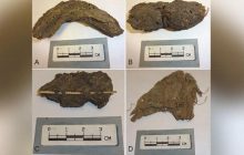 Ученые изучили экскременты возрастом 1300 лет и были удивлены тем, что в них нашли