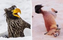 "Дикие танцы" и не только: выбраны самые забавные фото дикой природы в 2025 году