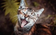 Чому кішка постійно нявкає: ветеринари назвали 7 важливих сигналів