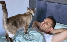У кошек есть "любимый" человек для сна: как они выбирают, с кем спать