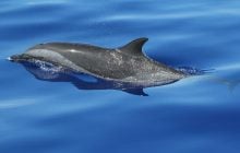 Самцов дельфинов заметили в "париках" из морских губок: ученые назвали причину