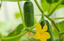 Как вырастить огурцы в помещении и собирать урожай круглый год: советы садоводов