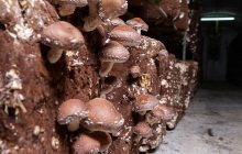 Вчені в США створили нейрочіп на основі грибів шиїтаке