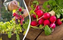 Как вырастить редис в квартире за 25 дней: опытные садоводы поделились советами