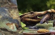 "Песчаный хищник": в Египте ученые нашли останки крокодила, который жил 80 млн лет назад