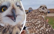В Одесской области поймали раритетную сову, которая охотится днем (видео)