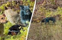 В районе Чернобыля зафиксировали синих собак: исследователи предположили, что произошло