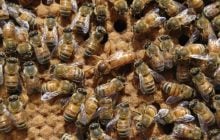 Почему колония пчел может восстать против своей королевы: ученые назвали причину