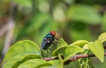 Чому муха цеце вбиває всіх, крім зебр: що відбувається з людиною після укусу