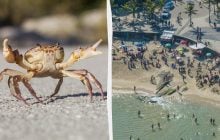 Туристов предупреждают: на популярном курорте заметили "опасного" краба