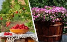 Эти 7 растений нужно посадить именно в ноябре: сейчас для них идеальное время