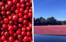 Як росте журавлина насправді: люди по всьому світу в паніці від правди (відео)