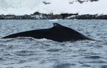Повернення гігантів: поблизу станції "Академік Вернадський" помітили горбатих китів (фото)