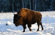 Велетні в Україні, але гібриди в РФ: науковець розповів про незвичну тварину на Кавказі