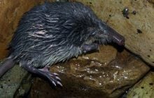 Миниатюрные глаза и странный "хобот": что известно о самом загадочном млекопитающем Европы