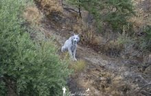 В Испании фотограф впервые в истории снял редкую белую рысь в дикой природе (видео)
