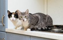 Как отучить кошку ходить по столу: 5 лайфхаков от ветеринара