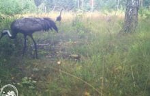 В районе Чернобыля заметили "осторожного хозяина болот": что это за птица (фото)