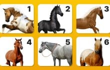 Виберіть коня і дізнайтеся про себе щось нове: разюче точний тест