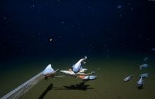 Ученые сняли на камеру самую глубоководную рыбу в мире: как она выглядит (фото, видео)