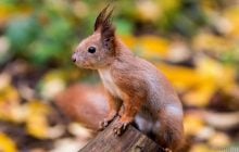 Листопад в Україні розпочнеться теплом, лише в кількох областях похолоднішає