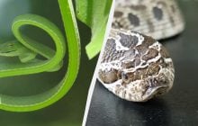 Этих ядовитых змей часто держат дома: что будет, если они укусят человека