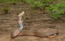 Противоядие нового поколения от укусов змей ученые создали с помощью крови акул