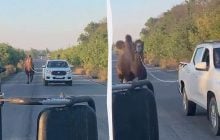 На фронте бойцы затрофеили живого верблюда (видео)