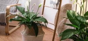 Не просто цветок: как спатифиллум влияет на атмосферу и энергетику дома