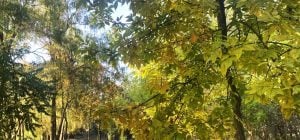 Експерти назвали 9 вічнозелених дерев, які ніколи не слід садити у своєму саду