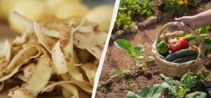 Никогда не выбрасываю картофельную кожуру: вот как ею удобрить огород для рекордного урожая