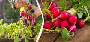Як виростити редис у квартирі за 25 днів: досвідчені садівники поділилися порадами